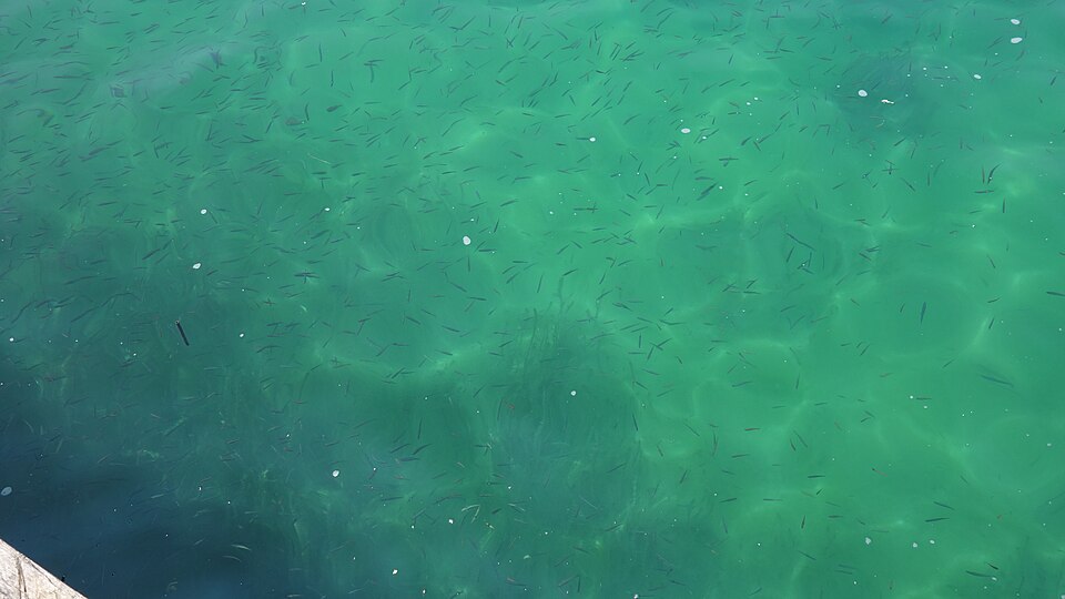 960px-Наколна_населба_Охрид_(19)